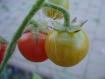 Idyll, cherry tomatoes 24aug2010