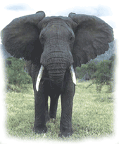 https://www.lumea-copiilor.ro/animale/elefantii/elefant4.gif