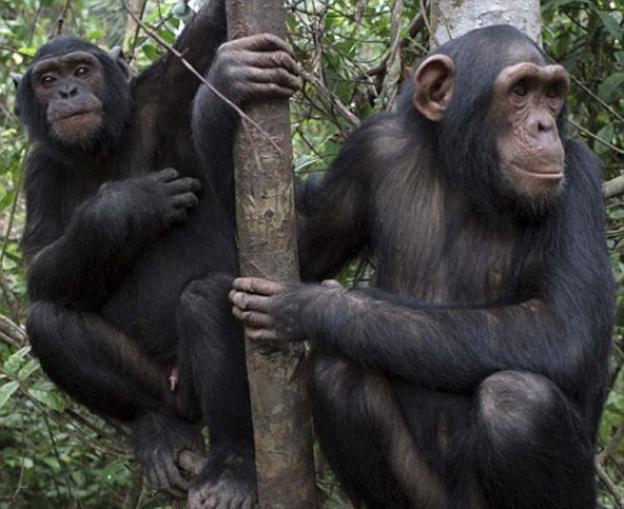 cimpanzeu.jpg