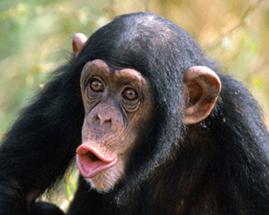 cimpanzeu.gif