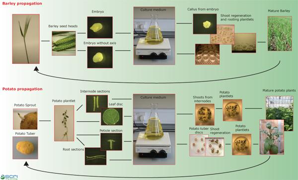 micropropagation poster image