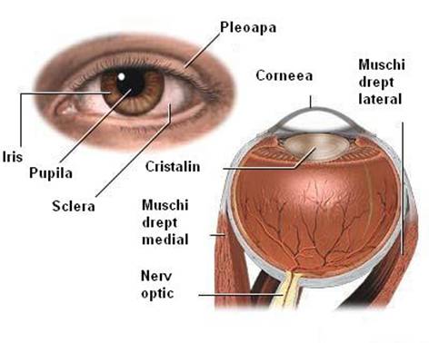 Anatomia interna si externa a ochiului