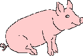 Wiggly Squiggly Tailed Pig Images
