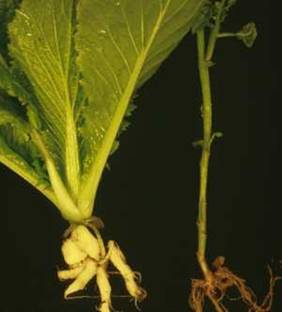 Susceptible (left) and resistant Brassica plants infected with Plasmodiophora brassicae