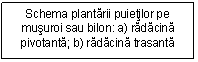 Text Box: Schema plantarii puietilor pe musuroi sau bilon: a) radacina pivotanta; b) radacina trasanta