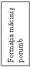 Text Box: Formatia macinis
porumb 
