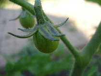 Idyll, cherry tomatoes 05jul2010