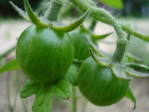 Idyll, cherry tomatoes 10jul2010