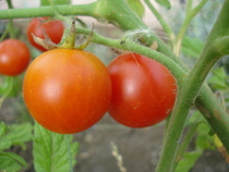 Idyll, cherry tomatoes 08aug2010