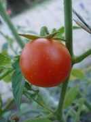 Idyll, cherry tomato 24aug2010