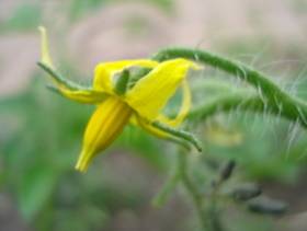 Idyll, cherry tomato 24jun2010