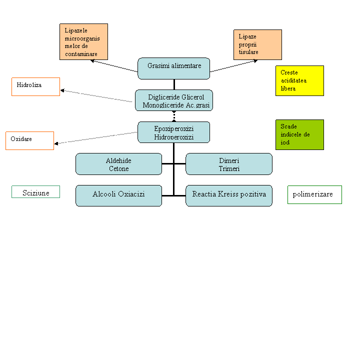 Organization Chart