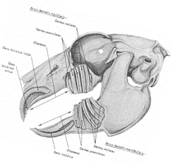 CRANIU IEPURE