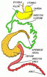 APARATUL DIGESTIV LA IEPURI