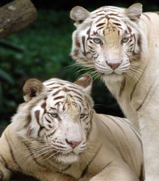 tigri albi.jpg