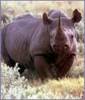 https://www.lumea-copiilor.ro/animale/rinocerii/rinocer1.jpg