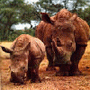 https://www.lumea-copiilor.ro/animale/rinocerii/rinocer2.gif