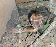 O cobra egipteana