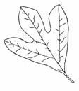 Leaf 3