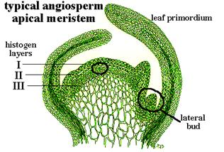 https://aggie-horticulture.tamu.edu/tisscult/chimeras/chimeralec/meristem.gif