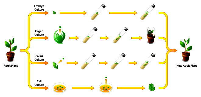 https://www.scq.ubc.ca/wp-content/uploads/2006/08/plant_cell_culture.gif