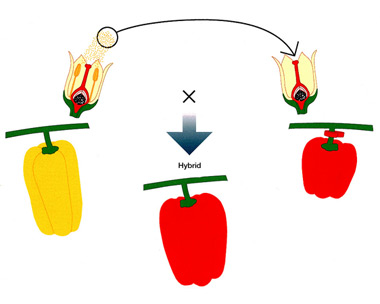 Hybrid cross-pollination diagram