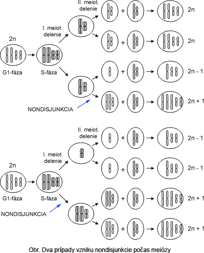 Obr. Dva prpady vzniku nondisjunkcie počas meizy [16.13 kB]