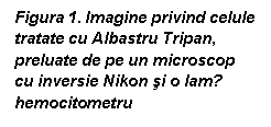 Text Box: Figura 1. Imagine privind celule tratate cu Albastru Tripan, preluate de pe un microscop cu inversie Nikon si o lamǎ hemocitometru