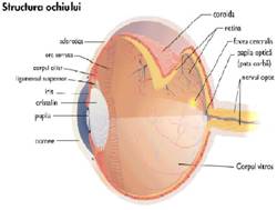 structura ochiului