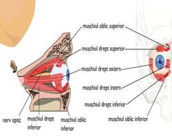 Musculatura extrinseca a ochiului