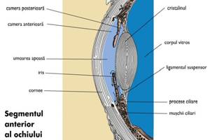 Mediile transparente ale ochiului