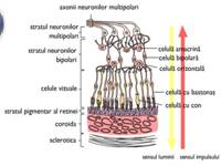 Retina