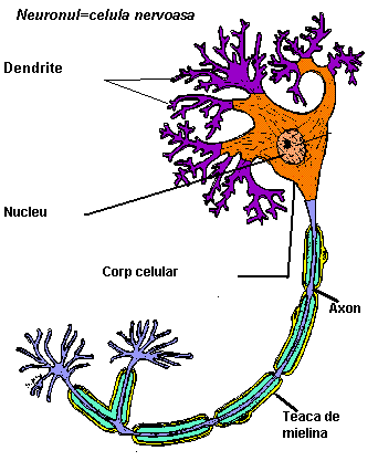 Structura unui neuron