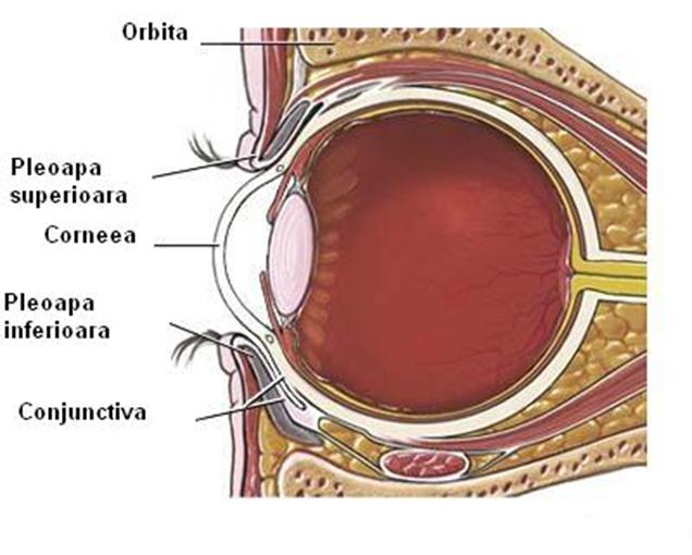 Anatomia ochiului