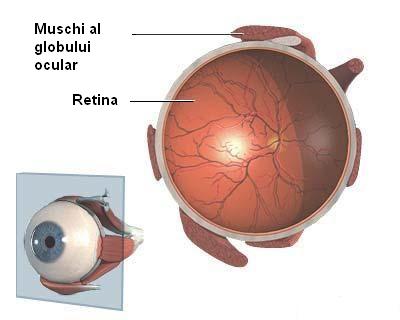 Retina