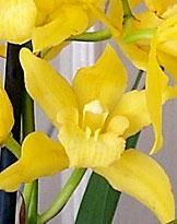 Golden Buddah Cymbidium 