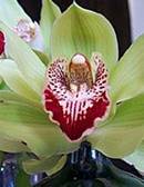 Cymbidium (d)