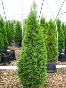 Thuja_04