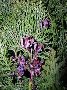 Thuja_08