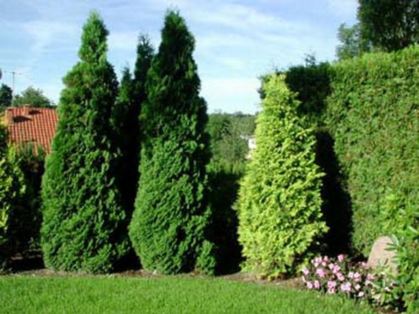 Thuja_05_b