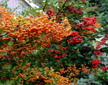 pyracantha