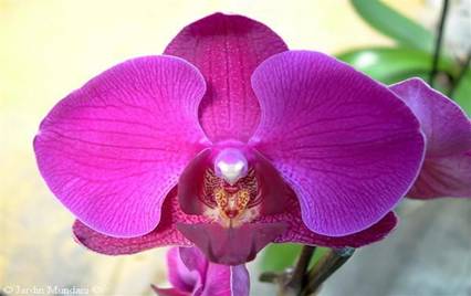 Phalaenopsis 4