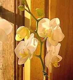 Phalaenopsis 8