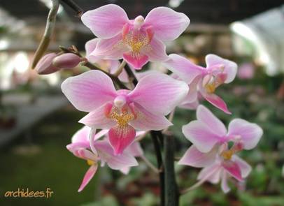 Phalaenopsis 9