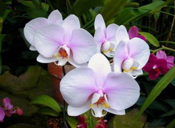 Phalaenopsis 7