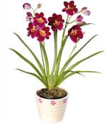 Miltonia