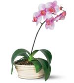 Phalaenopsis