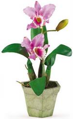 Cattleya