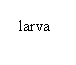 Oval: larva