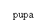 Oval: pupa